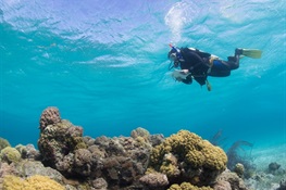 New Tech Lets Us Track Real-Time Health of Coral Reefs Around the World